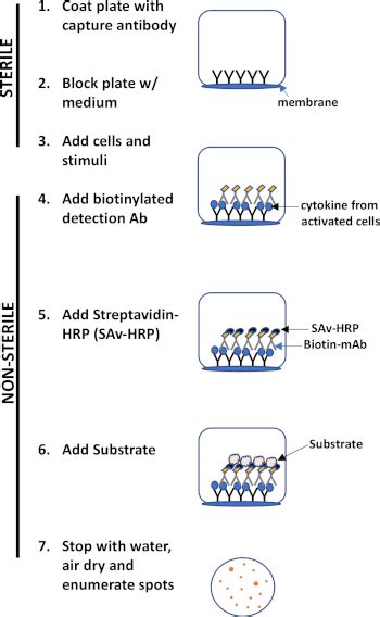 Elispot Assay Detection Of Ifn-& - Video