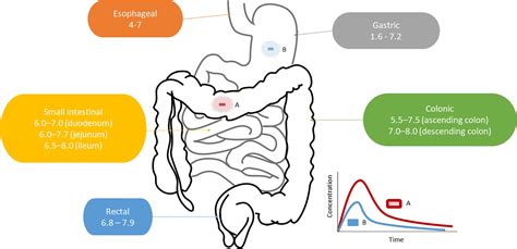 Enteric coating of oral solid dosage forms as a tool to improve drug bioavailability - Pharma ...