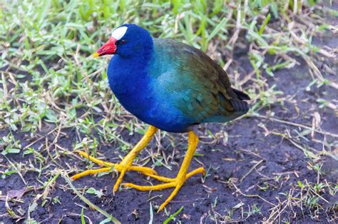 36 beautiful images Purple Gallinules with beautiful plumage and bright ...