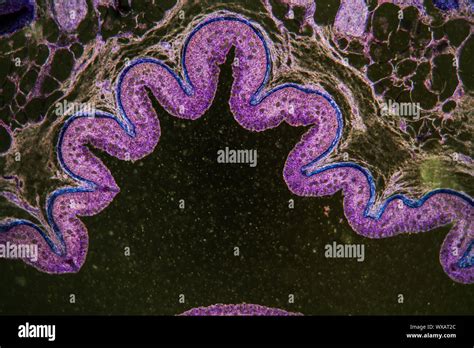 Intestine with goblet cells under the microscope 100x Stock Photo - Alamy