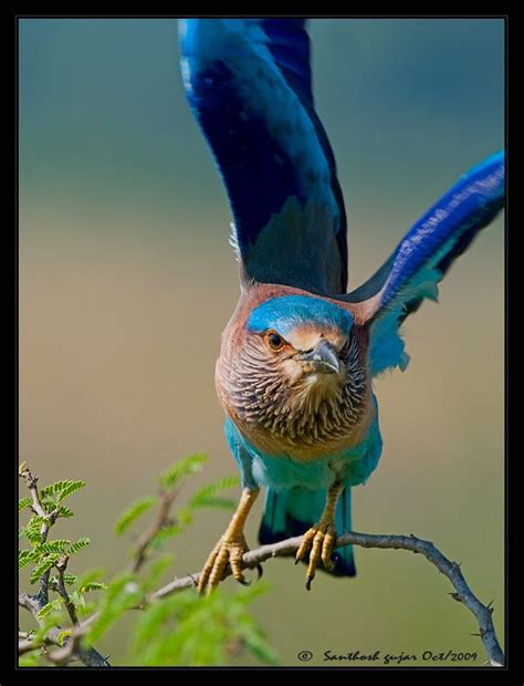 Indian Roller--IN ACTION | Indian roller, Pet birds, Beautiful birds