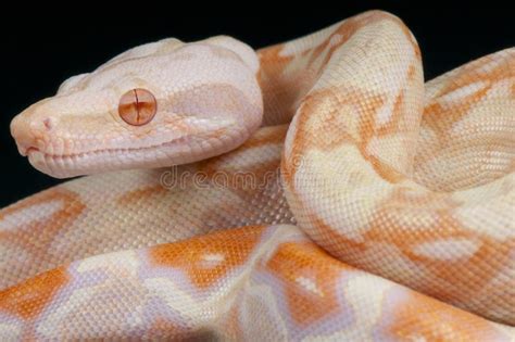 Albino Snake / Boa Constrictor Stock Photo - Image: 41203187