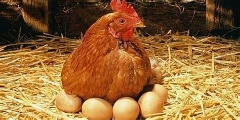 Mana yang duluan, ayam atau telur? | merdeka.com