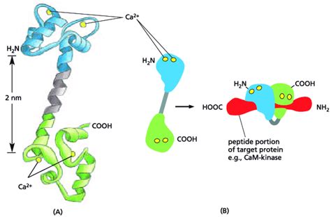 Calmodulin and the shape-changing of the calmodulin protein with ...