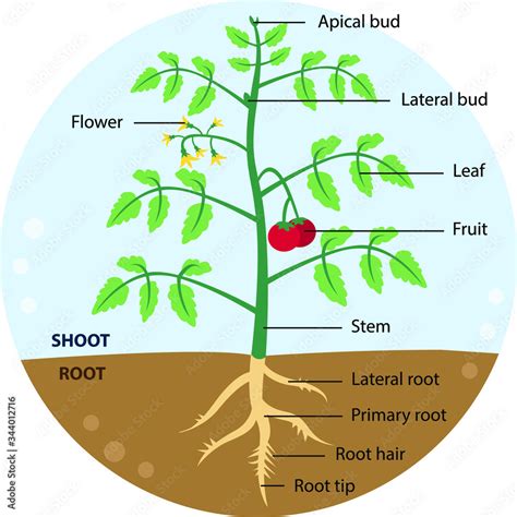 Vector illustration of a whole tomato plant diagram with labeled parts ...