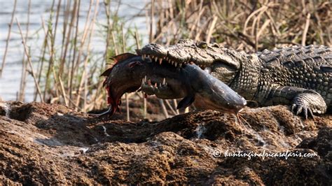 Hunting crocodiles in South Africa the best African crocodile hunters