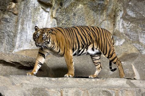 Sumatran Tiger | The Wildlife