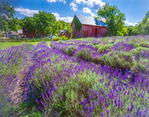 "Lavender Fields"