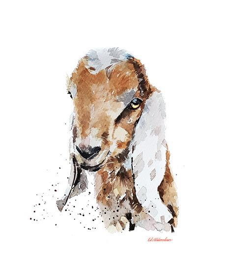 Nubian Goat Kid Print Watercolour.goat Artgoat Art - Etsy