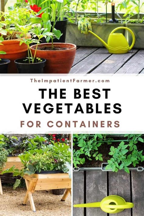 The Best Vegetables to Grow in Containers - The Impatient Farmer