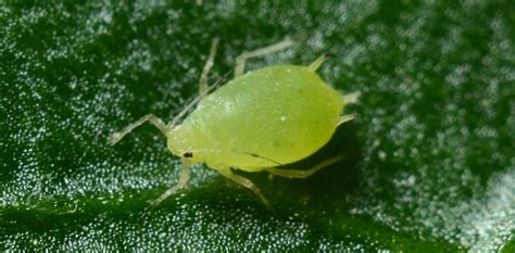 Which Pests Can Damage Your Lawn? - Wholesale Landscaping Supplies ...