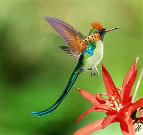 A very exotic Hummingbird.Beautiful :) | Hummingbird, Exotic birds, Colorful birds