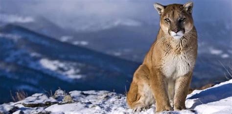 30 Claw-some Facts About Cougars - The Fact Site