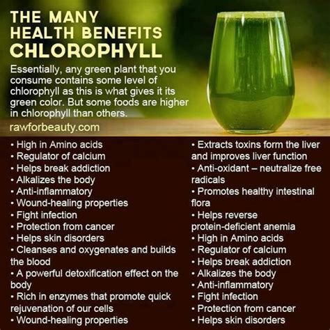 Chlorophyll: Key Benefits For Humans!