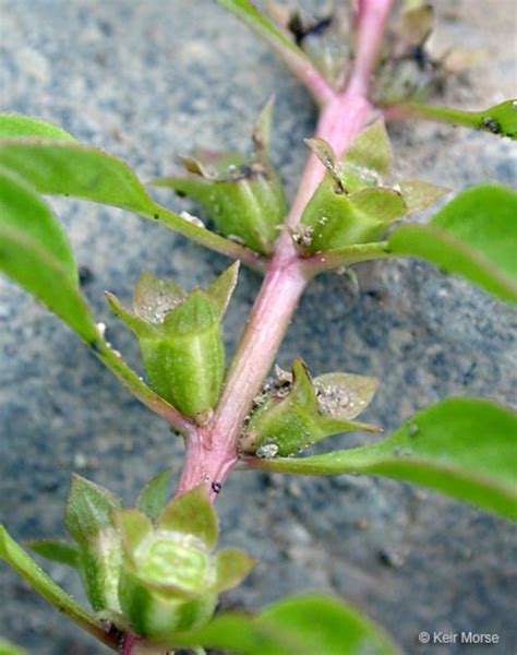 Ludwigia palustris (common water-primrose): Go Botany