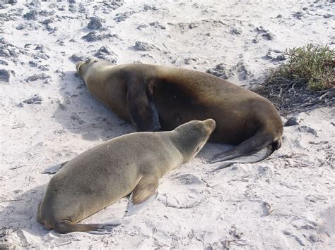 The Online Zoo - Galapagos Sea Lion