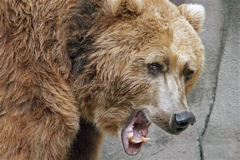 Grizzly Bear Growling stock photo. Image of mouth, powerful - 14672290