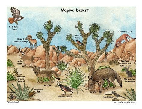 Desert Animals And Plants List