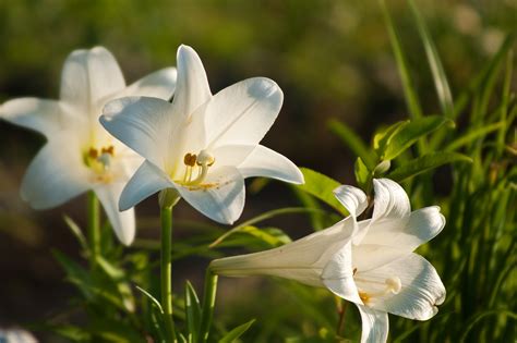 Care for Easter Lilies | Garden Guides