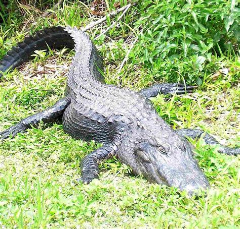 A MIAMI BRIT'S BLOG – Miami & South Florida: See Alligators In the Wild and Close-up - Shark ...
