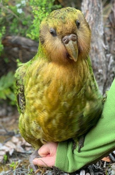 Kakapow! Rare world's fattest parrot has record breeding season | Funny parrots, Kakapo, Pet birds