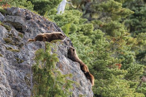 Hide and seek: The race to save the Vancouver Island Marmot | Canadian ...