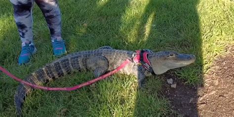 Baseball fan devastated after 'emotional support alligator' denied entry into stadium | indy100