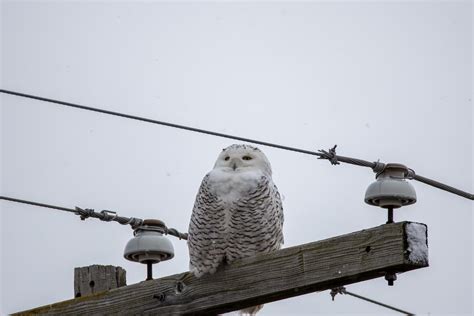 Snowy Owl in Unionville, MI : r/Michigan