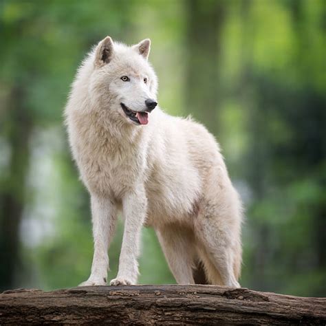 Wolf Laying Down Stock Photos, Pictures & Royalty-Free Images - iStock