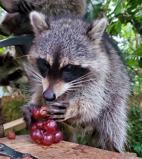 Today is my first cake day. As a gift, here is my dad's raccoon eating grapes. His name is Oops ...