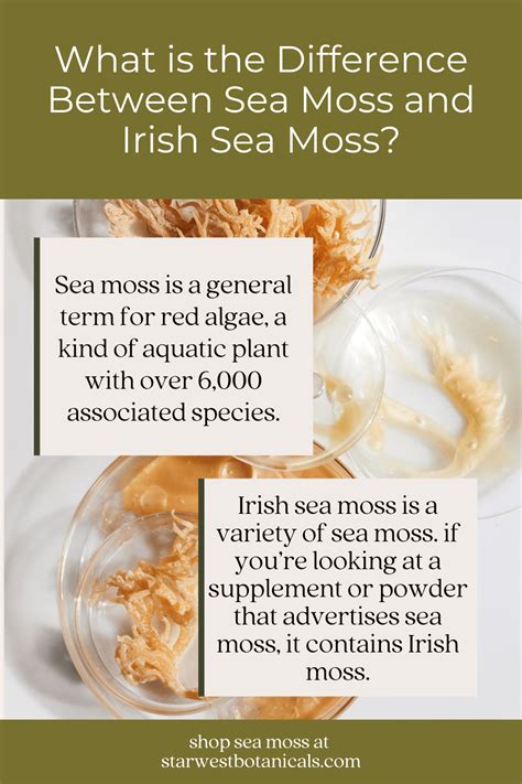 Irish Moss vs Sea Moss: The Difference - Starwest Botanicals