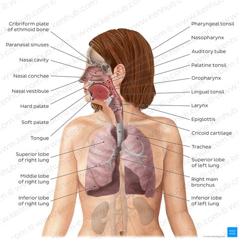 Respiratory System Labeled Diagram