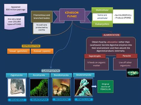 Educative diagrams: Kingdom Fungi