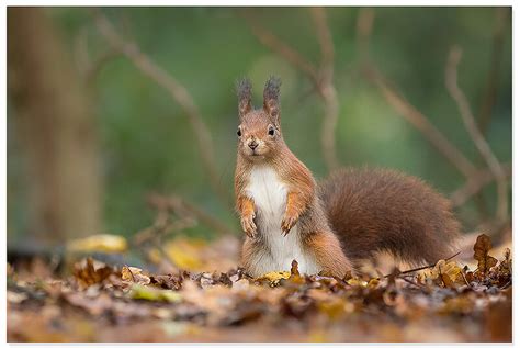 How to Photograph Squirrels: Great Tips and Photos by Gladys Klip - The Photo Argus