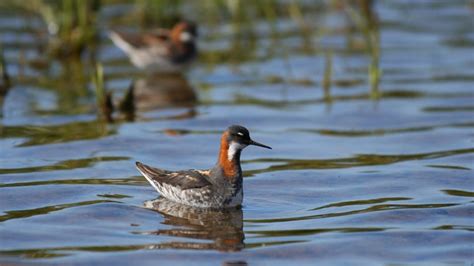 Red-Necked Phalarope: A Bird Watcher's Guide | John Cammidge