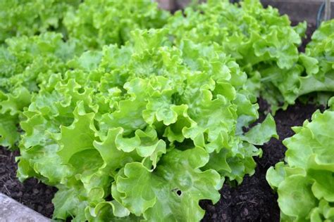 Vegetable Container Gardening for Beginners | The Old Farmer's Almanac