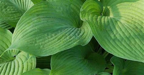 Mastering Fall Hosta Care: A Beginner’s Guide to Beautiful Hostas