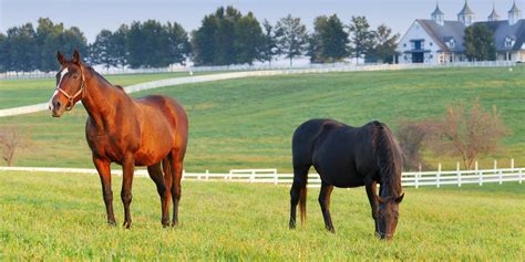 Kentucky Horse Farms & Lexington Horse Farms: KY Properties For Sale