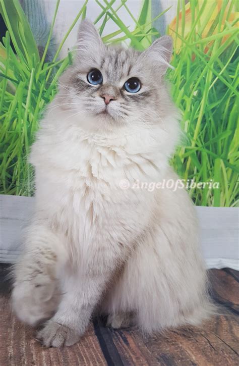 Adopt Siberian Cat