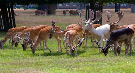 Deer Herd Free Stock Photo - Public Domain Pictures