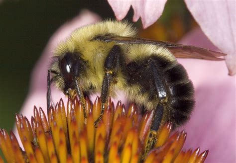 Study: Bumble bees lacking high-quality habitat have higher pathogen loads