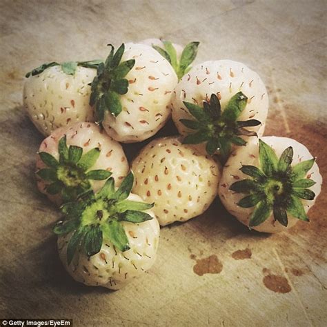 Bunnings introduce Pineberry seeds i to Australia from Europe | Daily Mail Online