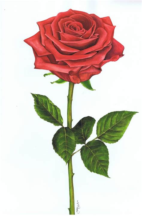 Single Rose 4 Painting by Nicola Mountney | Saatchi Art