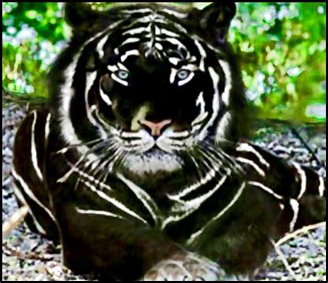 A Rare Black Tiger! This has to be the most awesome Tiger I have ever seen... | Rare animals ...