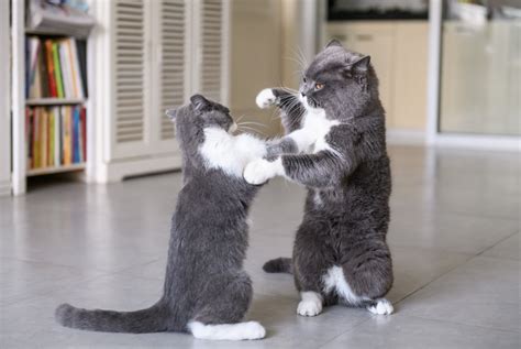 Hissy Fit: Are My Cats Playing or Fighting? | Union Lake Veterinary Blog