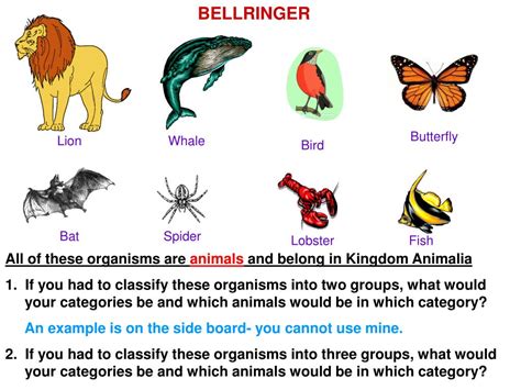 PPT - All of these organisms are animals and belong in Kingdom Animalia ...