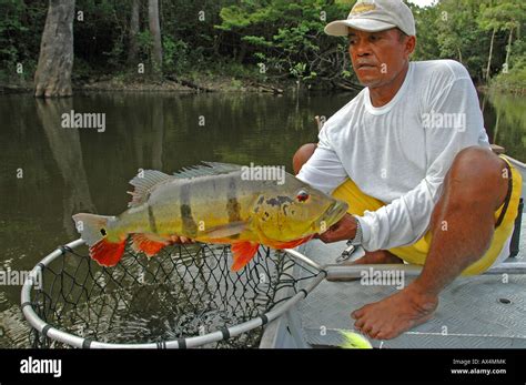 Amazon River fishing guide admires and then releases giant, 18-pound 3-bar peacock bass in South ...