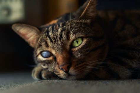 Glaucoma in Cats: Causes, Symptoms & Treatment - Cat-World