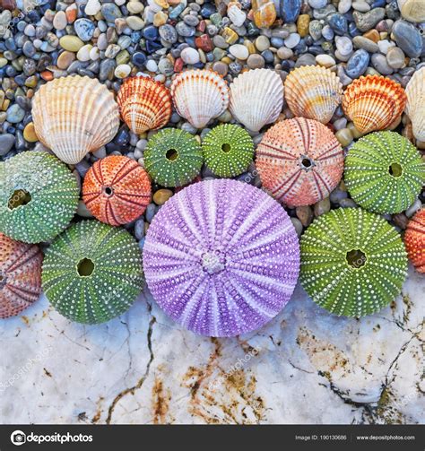 Goodinfo: White Sea Urchin Shell