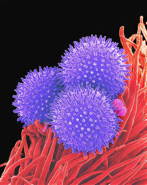 Pollen Grains, Sem Photograph by Susumu Nishinaga